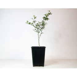 Poncirus trifoliata /...