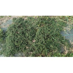Thym cumin / Thym corse