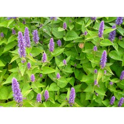Agastache fenouil / Hysope...
