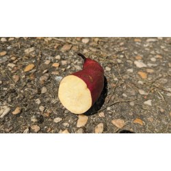 Patate douce 'Murasaki'