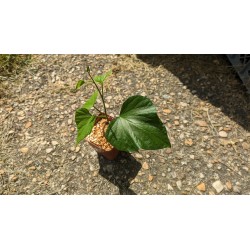 Patate douce 'Murasaki'