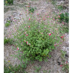 Sauge 'Hot Lips'