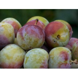Prunier 'Reine-Claude diaphane'
