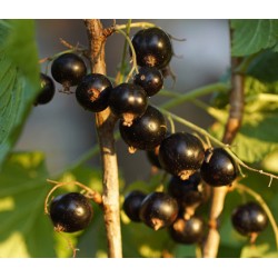 Cassissier 'Bigno'