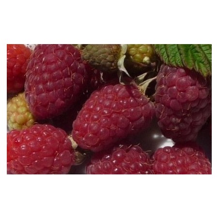 Framboisier 'Gradina'
