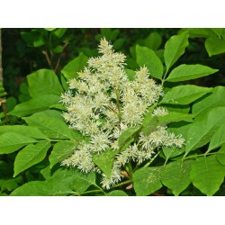 Frêne à fleurs / Orne