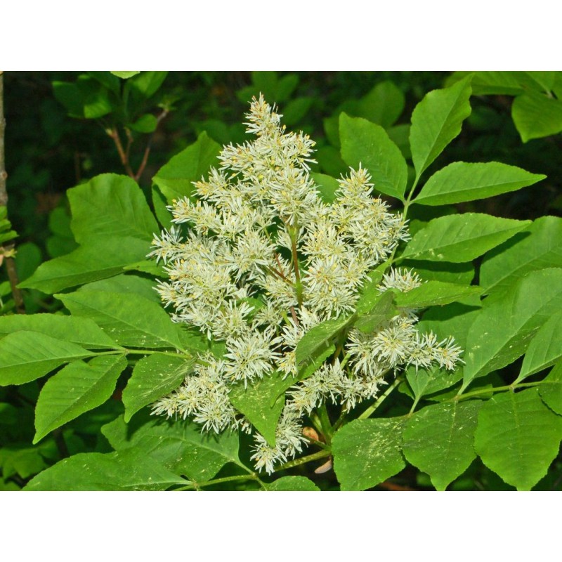 Frêne à fleurs / Orne