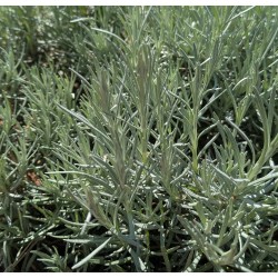 Plante Curry / Immortelle d'Italie