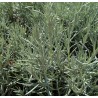 Plante Curry / Immortelle d'Italie