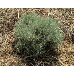 Plante Curry / Immortelle d'Italie