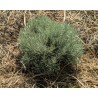 Plante Curry / Immortelle d'Italie