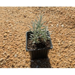 Plante Curry / Immortelle...