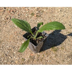 Artichaut 'Imperial Star'