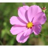Cosmos nain