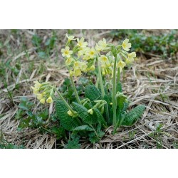 Primevère officinale