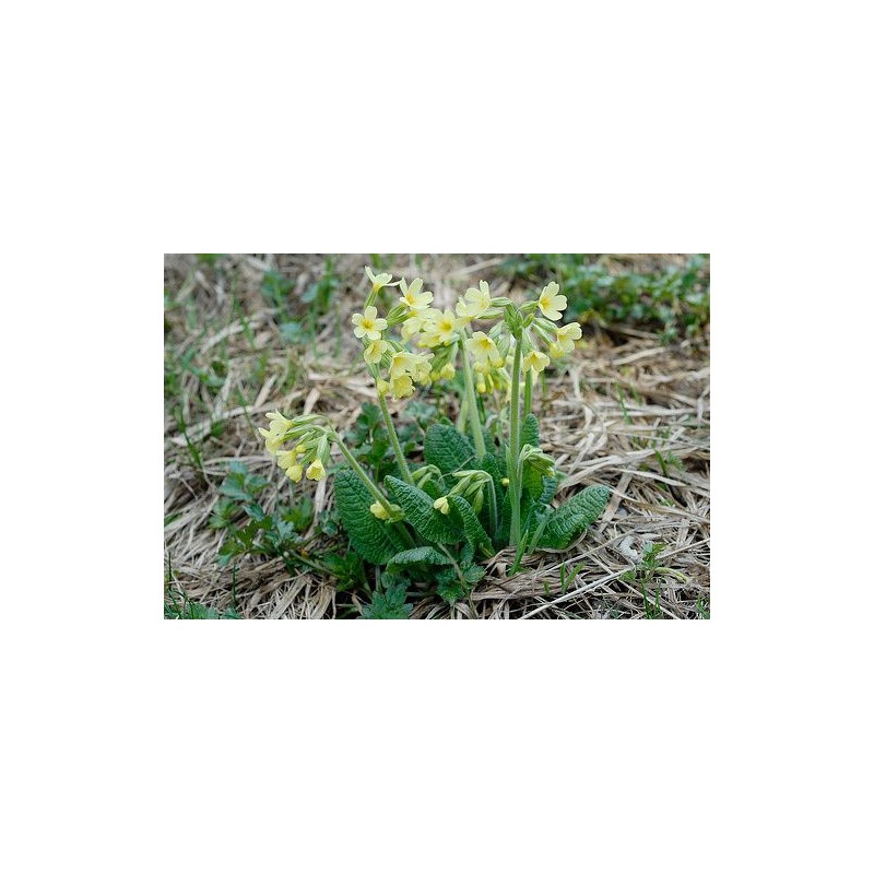 Primevère officinale Primevère officinale