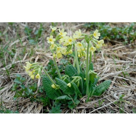 Primevère officinale