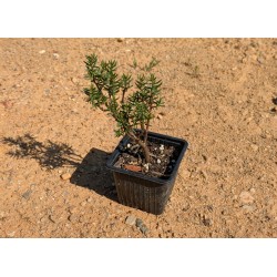 Crassula sarcocaulis
