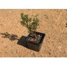 Crassula sarcocaulis