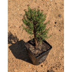Crassula sarcocaulis