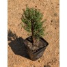 Crassula sarcocaulis
