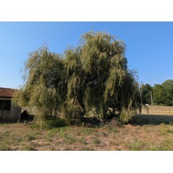 Saule pleureur