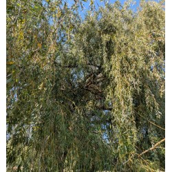 Saule pleureur