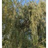 Saule pleureur