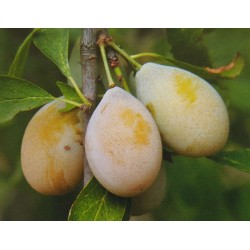 Prunier 'Goutte d'or'