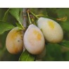 Prunier 'Goutte d'or'