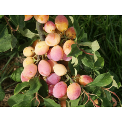 Prunier 'Caprane'