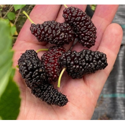 Mûrier 'Illinois Everbearing'