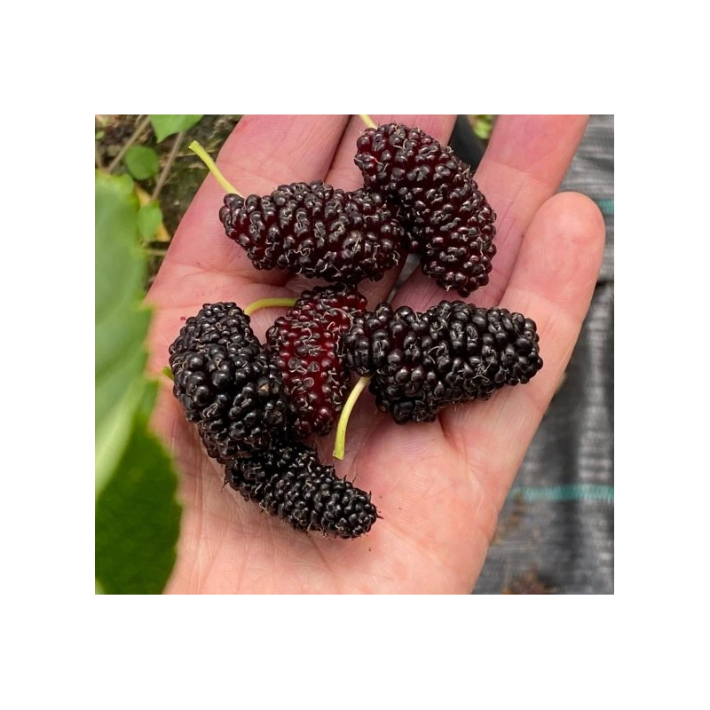 Mûrier 'Illinois Everbearing' Mûrier 'Illinois Everbearing'
