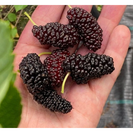 Mûrier 'Illinois Everbearing'