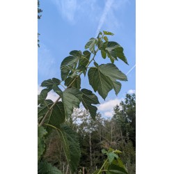 Mûrier 'Illinois Everbearing'