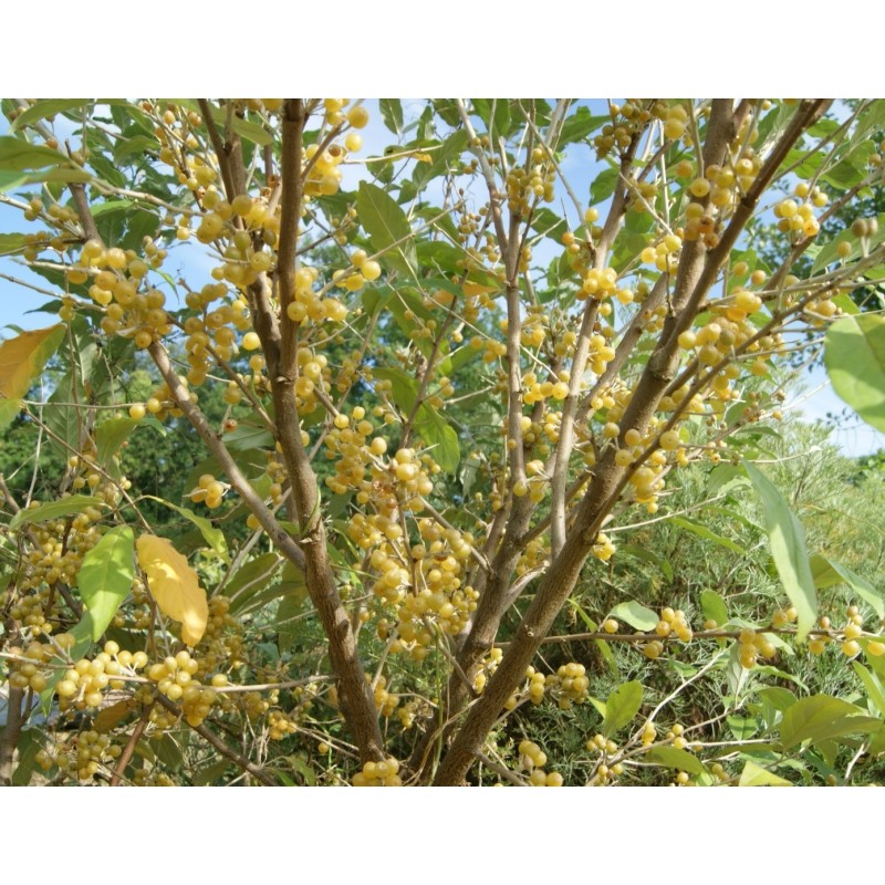 Elaeagnus umbellata 'Fortunella' / Chalef d'automne / Oléastre à ombelles Elaeagnus umbellata 'Fortunella' / Chalef d'automne / Oléastre à ombelles