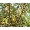 Elaeagnus umbellata 'Fortunella' / Chalef d'automne / Oléastre à ombelles