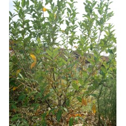 Elaeagnus umbellata 'Fortunella' / Chalef d'automne / Oléastre à ombelles