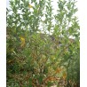 Elaeagnus umbellata 'Fortunella' / Chalef d'automne / Oléastre à ombelles
