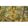 Elaeagnus umbellata 'Fortunella' / Chalef d'automne / Oléastre à ombelles
