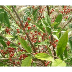 Elaeagnus umbellata 'Amoroso' / Chalef d'automne / Oléastre à ombelles