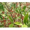 Elaeagnus umbellata 'Amoroso' / Chalef d'automne / Oléastre à ombelles