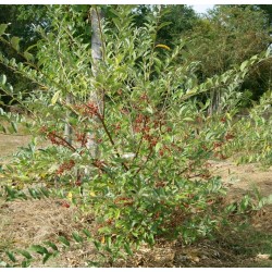 Elaeagnus umbellata 'Amoroso' / Chalef d'automne / Oléastre à ombelles
