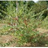 Elaeagnus umbellata 'Amoroso' / Chalef d'automne / Oléastre à ombelles