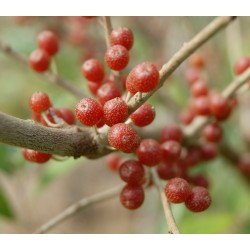 Elaeagnus umbellata 'Amoroso' / Chalef d'automne / Oléastre à ombelles