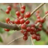 Elaeagnus umbellata 'Amoroso' / Chalef d'automne / Oléastre à ombelles