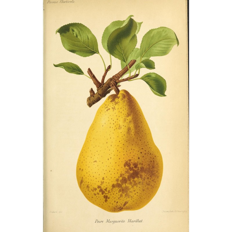 Poirier 'Marguerite Marillat' Poirier 'Marguerite Marillat'