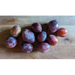 Prunier 'Prune d'Ente'