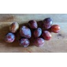 Prunier 'Prune d'Ente'
