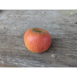 Pommier 'Reine des Reinettes'
